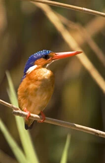 Kingfisher Gallery: Africa; Malawi; Liwonde National Park; Malachite