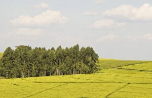 Bushes Gallery: Africa, Malawi, Thyolo, Fields of tea bushes