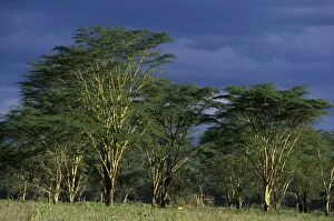 AFRICA - Nakuru National Park
