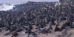 Africa, Namibia, Cape Cross Seal Reserve