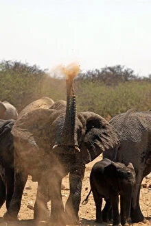 Blowing Gallery: Africa, Namibia, Etosha. Elephant having