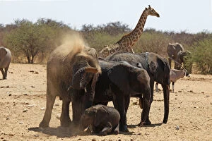 Blowing Gallery: Africa, Namibia, Etosha. Elephants having