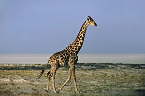 Images Dated 8th August 2012: Africa, Namibia, Etosha National Park. Angolan