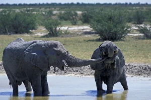 Images Dated 5th August 2010: Africa, Namibia, Etosha National Park. Elephants