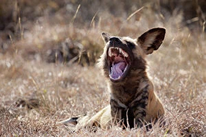 Yawning Gallery: Africa, Namibia, Harnas Wildlife Foundation
