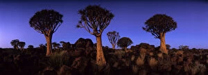 Aloe Gallery: Africa, Namibia, Keetmanshoop, Evening twilight