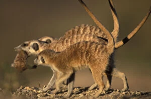 Africa, Namibia, Keetmanshoop, Meerkat (Suricate)