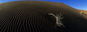Twig Gallery: Africa, Namibia, Namib Nauklift National