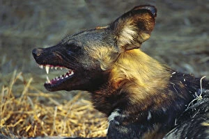 Africa, Namibia. Portrait of a wild dog (Lycaon)