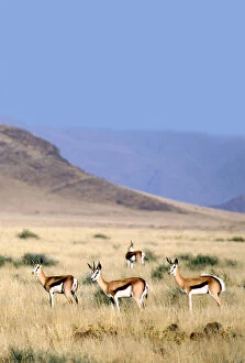 Africa, Namibia, Sossussvlei. A herd of