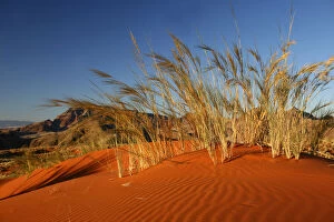 Sossusvlei Gallery: Africa, Namibia, Sossusvlei. Dune grass