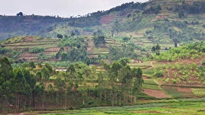 Africa. Rwanda. Terraced hillsides are typical