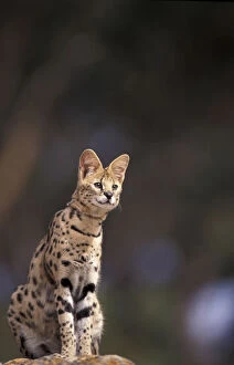 Africa. Serval (Felis serval), captive