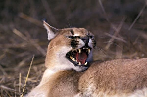 Angry Gallery: Africa. Snarling Caracal (Felis caracal)