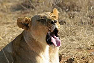 Yawning Gallery: Africa, South Africa, Madikwe Game Reserve
