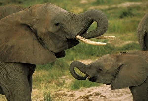 Africa, Tanzania. African elephant, loxodonta