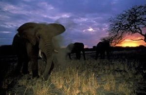 Africa, Tanzania. African elephant at sunset