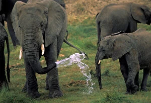 Africa, Tanzania. African elephants, herd