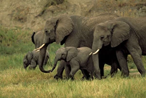 Africana Gallery: Africa, Tanzania. African elephants, loxodonta