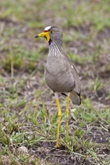 Plover Gallery: Africa. Tanzania. African Wattled Plover