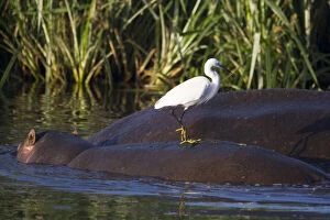Africa. Tanzania. ALittle Egret atop a Hippopotamus