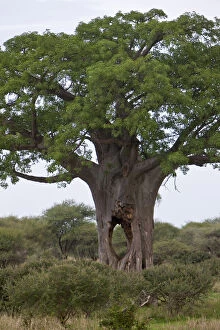 Africa. Tanzania. Baobab tree with cave-sized