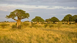 Baobab Gallery: Africa. Tanzania. Baobab trees at sunset