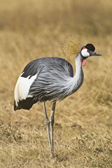 Images Dated 21st May 2009: Africa. Tanzania. Black Crowned Crane in