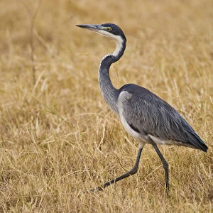 Images Dated 21st May 2009: Africa. Tanzania. Black-headed Heron in