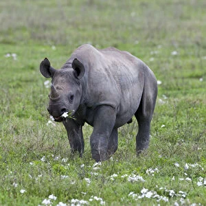 Africa. Tanzania. Black Rhinocerus calf