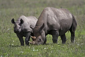 Africa. Tanzania. Black Rhinocerus female