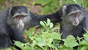Africa. Tanzania. Blue Monkeys (Sykes Monkey)