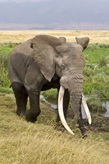Africana Gallery: Africa. Tanzania. Bull Elephant emerges