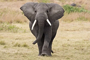 Africana Gallery: Africa. Tanzania. Bull Elephant in Ngorongoro