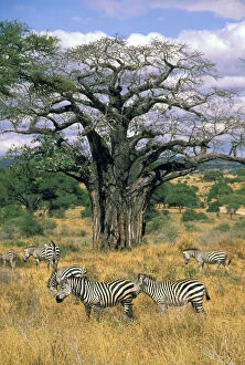 Burchellii Gallery: Africa, Tanzania, Burchell's Zebra, or equus