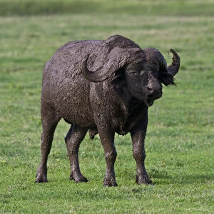 Africa. Tanzania. Cape Buffalo after mud