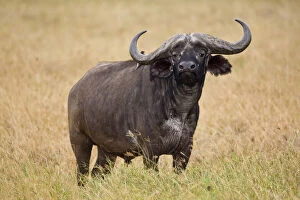 Africa. Tanzania. Cape Buffalo at Ngorongoro