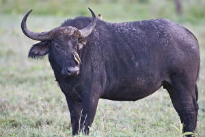 Africa. Tanzania. Cape Buffalo with Red-Billed