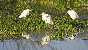 Africa. Tanzania. Cattle Egrets in breeding