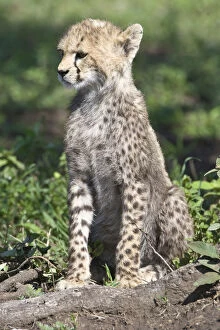 Cheetah Gallery: Africa. Tanzania. Cheetah cub at Ndutu in