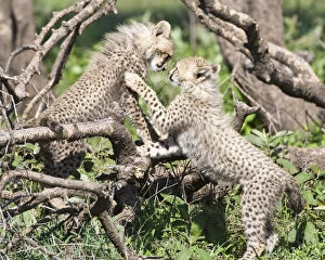 Cheetah Gallery: Africa. Tanzania. Cheetah cubs playing at