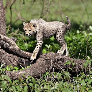 Images Dated 8th August 2012: Africa. Tanzania. Cheetah cubs playing at