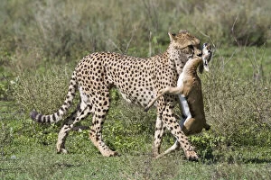 Cheetah Gallery: Africa. Tanzania. Cheetah mother with a