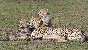 Cheetah Gallery: Africa. Tanzania. Cheetah mother and cubs