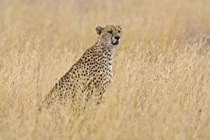 Cheetah Gallery: Africa. Tanzania. Cheetah at Serengeti NP
