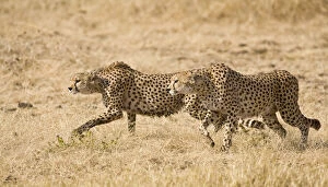 Cheetahs Gallery: Africa. Tanzania. Cheetahs at Ngorongoro