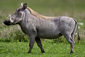 Images Dated 8th August 2012: Africa. Tanzania. Common Warthog at Ngorongoro