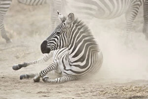 Burchells Gallery: Africa. Tanzania. Common Zebra dust bath