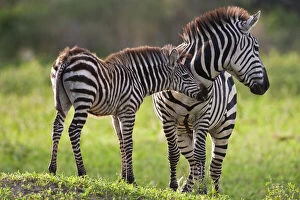 Equus Gallery: Africa. Tanzania. Common Zebra mother