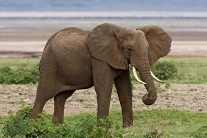 Africana Gallery: Africa. Tanzania. Elephant at Lake Manyara